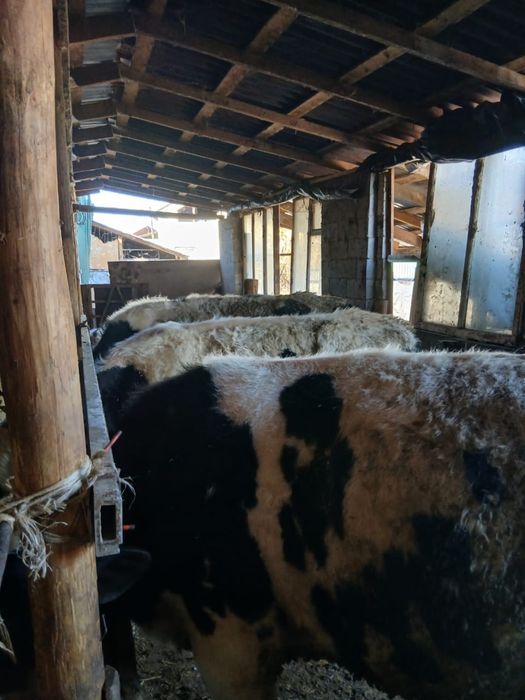 Продается быки