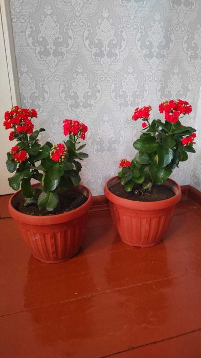 Продам Каланхое.