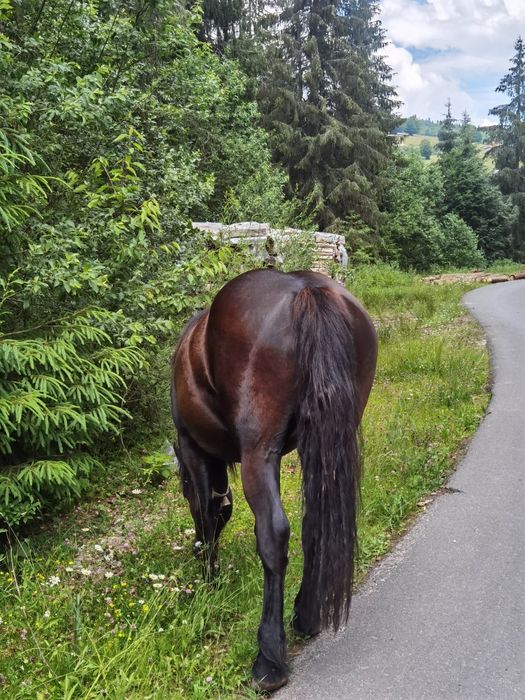 Vând manza de 2 ani