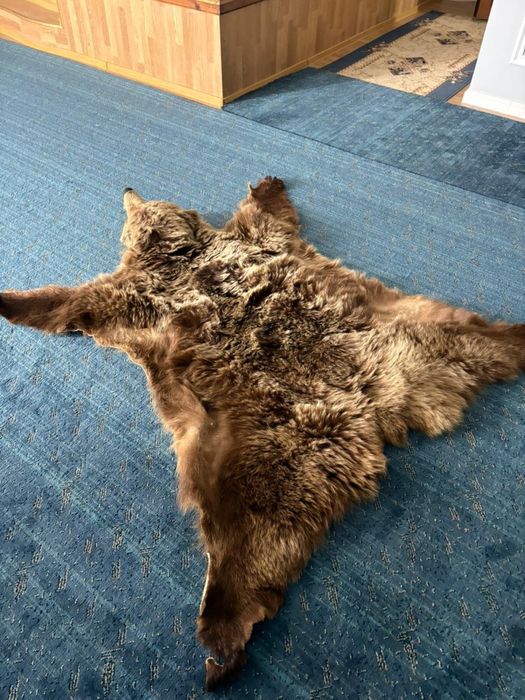 Чучело медведя настоящего