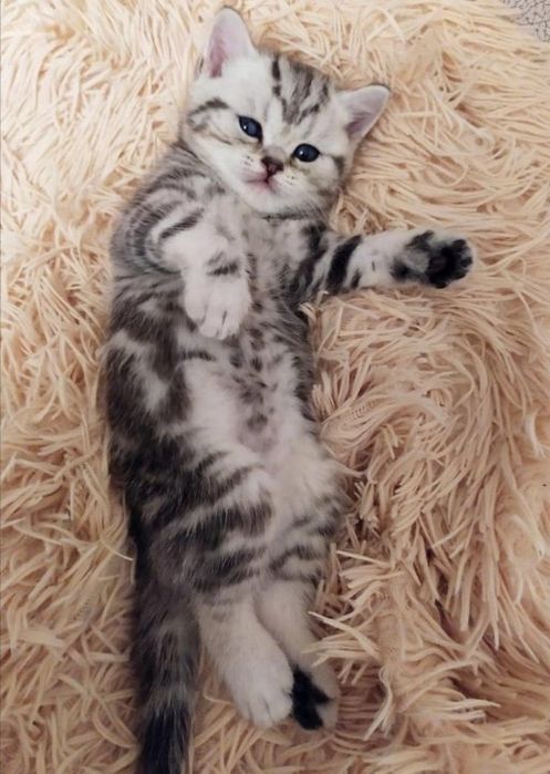 Шотландские котята