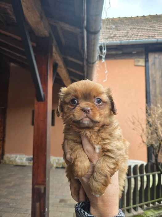 Pui pechinez foarte drăgălaș