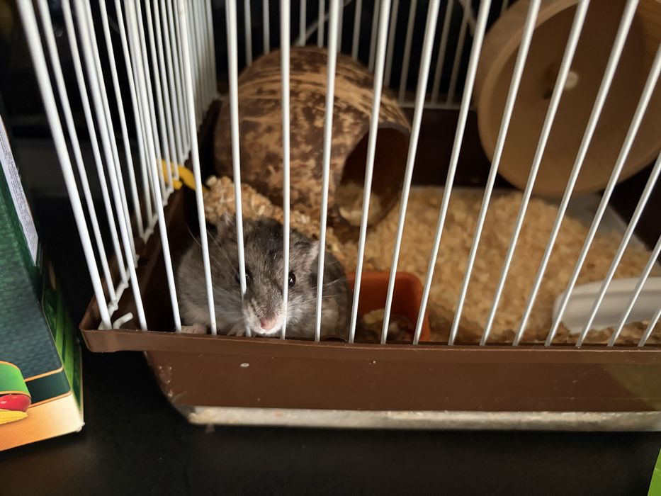 Cusca cu hamster