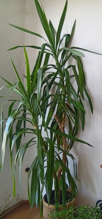 Палма Юка.Вечнозелено нецъвтящо растение.