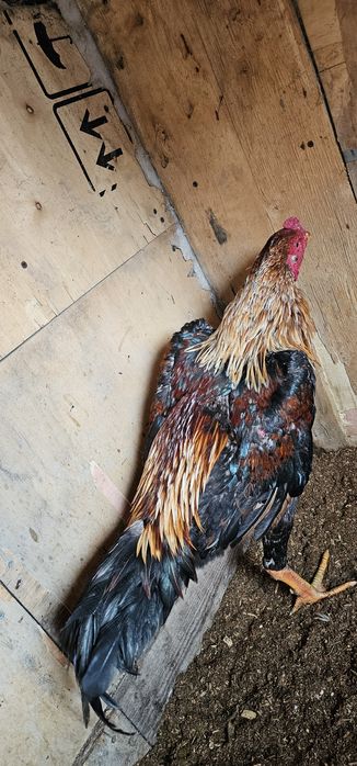 Дакан бойцовая птица