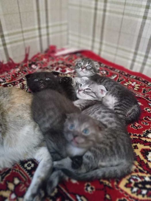 Котята в добрые руки. Принесут вам счастье