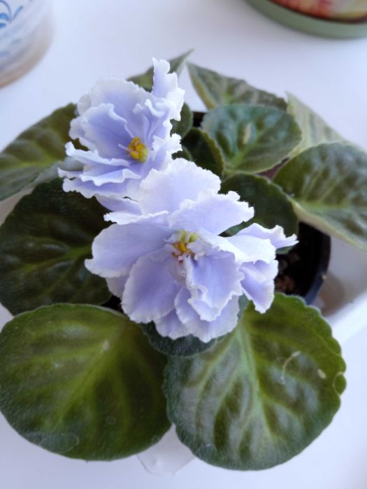продам домашний цветок Фиалка в горшке