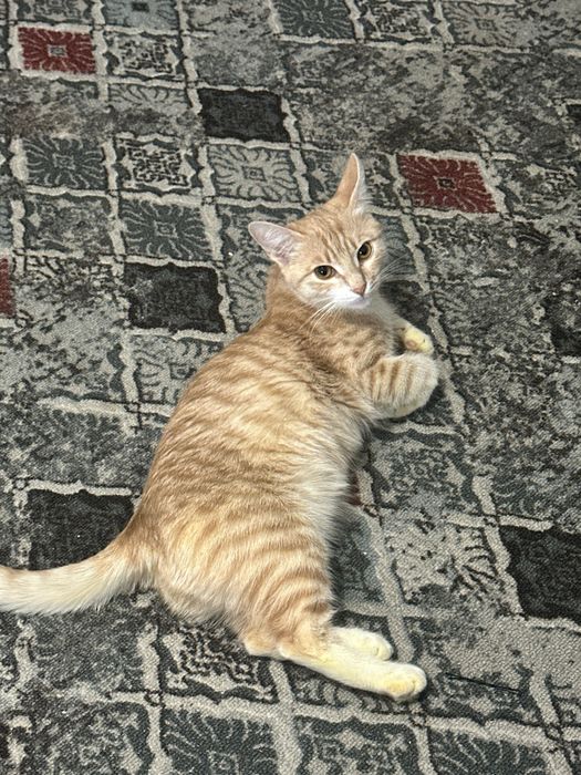 Отдам кошку стерилизованная