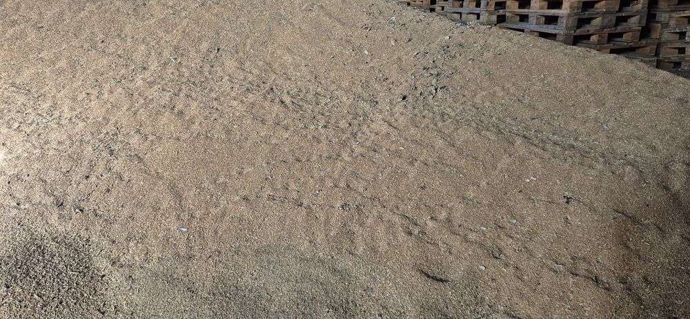 Пшеница не дорого