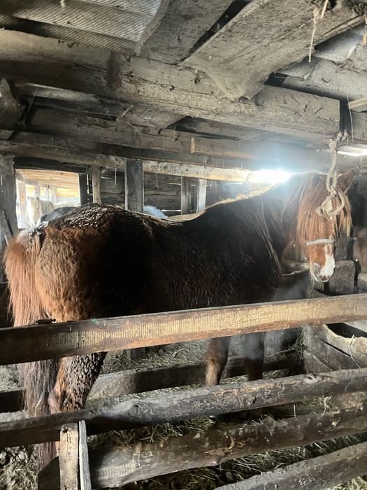 Продам кобылу либо обмен на жеребят