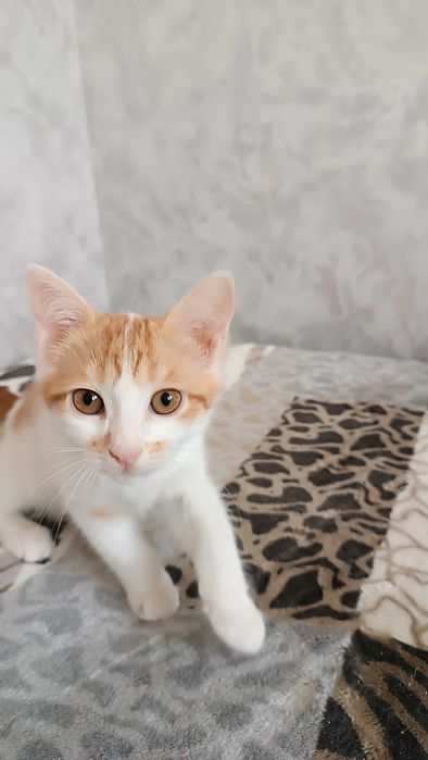 Котята в добрые и заботливые руки
