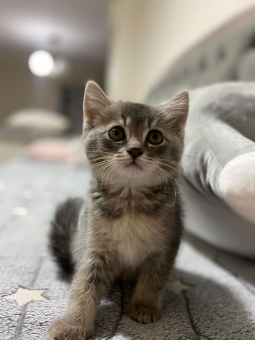 Котенок девочка 2 месяца