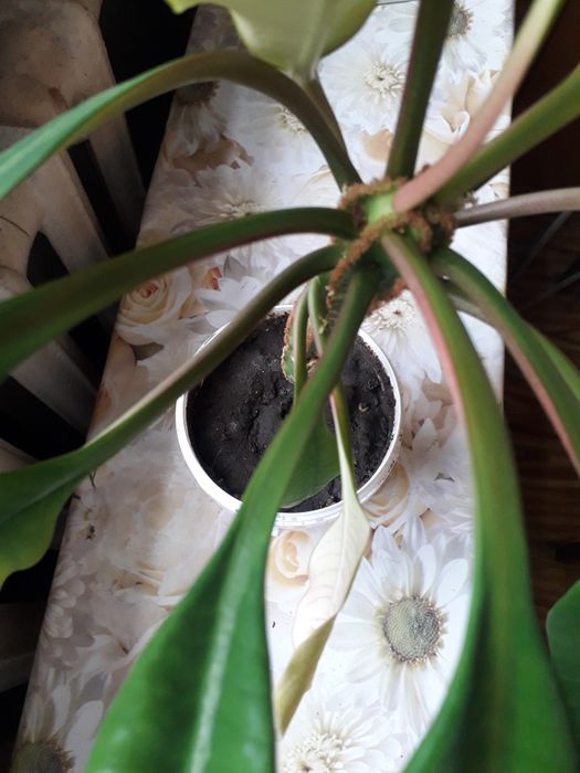 Продам комнатные растения