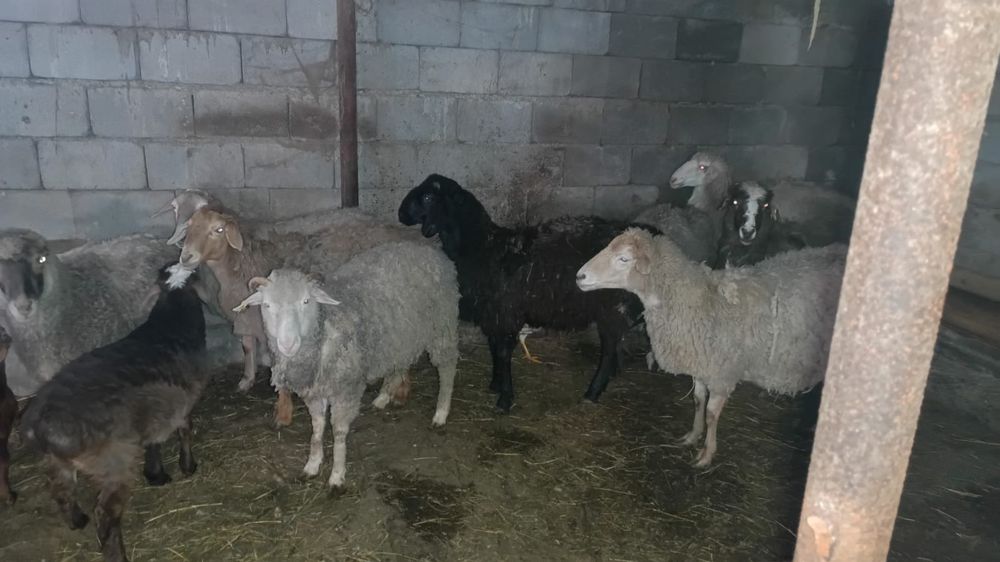 Продам кошкара и маток