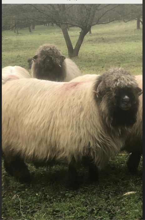 Vand  20 oii  si 4 berbecuti !