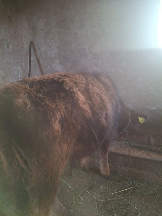 Продается бычки очень хорошие 10-11 месячные