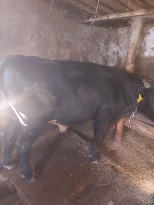 Продам годовалого бычка