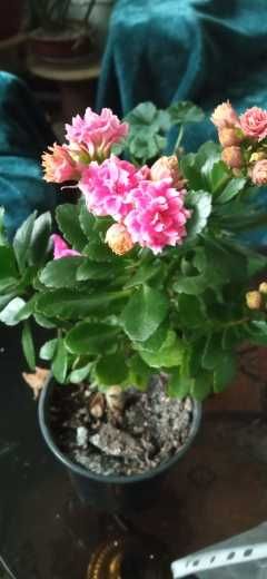 продам цветущие каланхоэ махровые