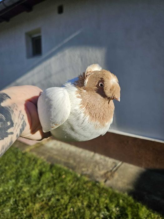 Pui Porumbei Jucatori de Botosani diverse culori