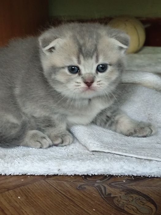 Подарок. Породистые котята