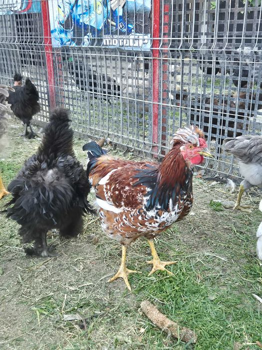 Ouă pentru incubat din rasa Australorp și moțate, încălțate cu gâtul gol. Poenari, Giurgiu