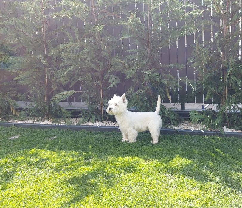 Catelusa Westie Highland White Terrier 1 an cu pedigree
