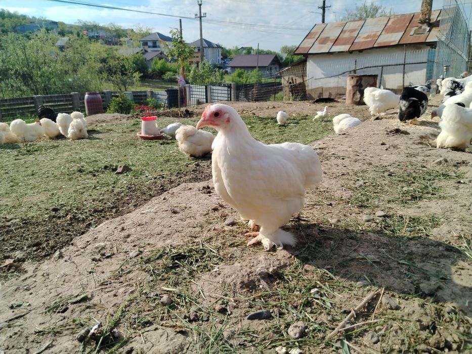 Oua Cochinchina pitic