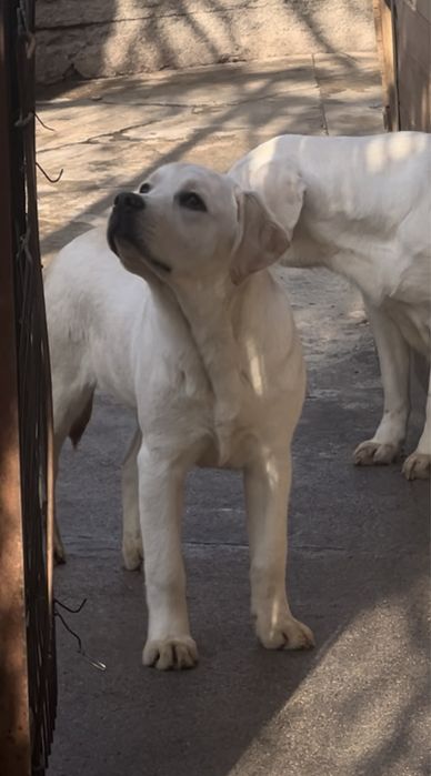 ЛАБРАДОР, девочка, 7 мес.