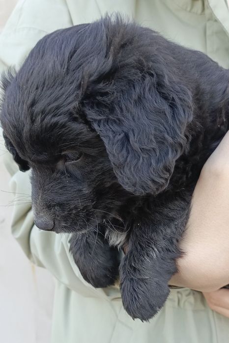 Щенок девочка бесплатно!