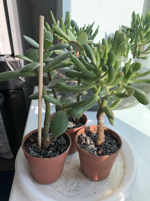 Срочно продам крассула/толстянку