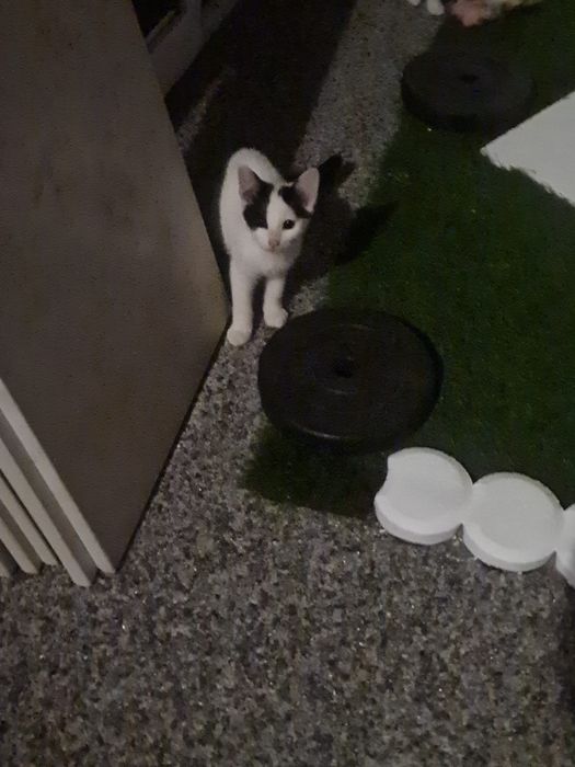 Adoptie pui de pisica Popestenii