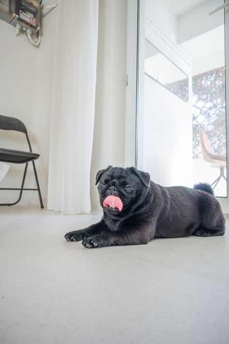 Femela mops ( pug)
