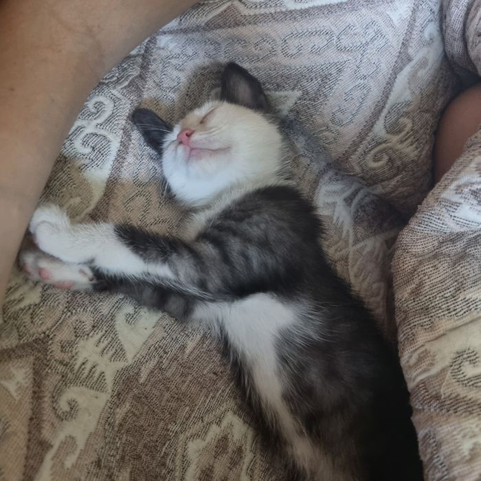 Котята Алматы. 3 сладких жёпы