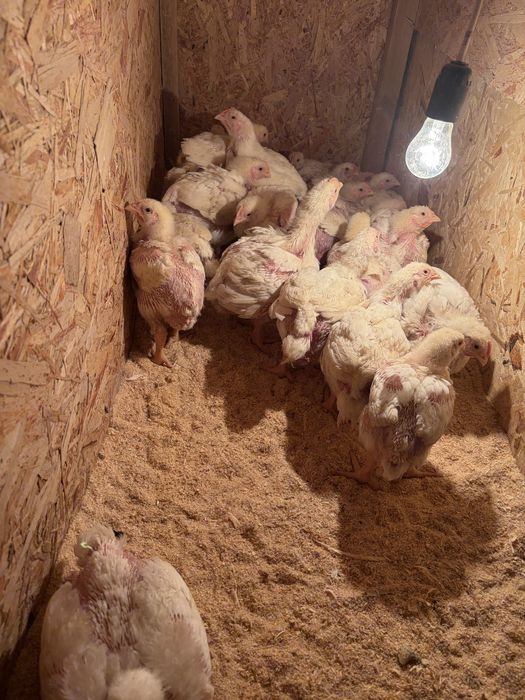 Росс 308 балапандары сатылады