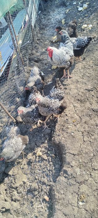 Wyandotte familie 6+1