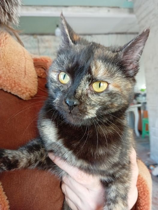 Отдадим котят в добрые руки.