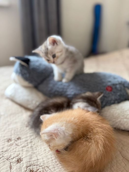 Продам породистых котят!