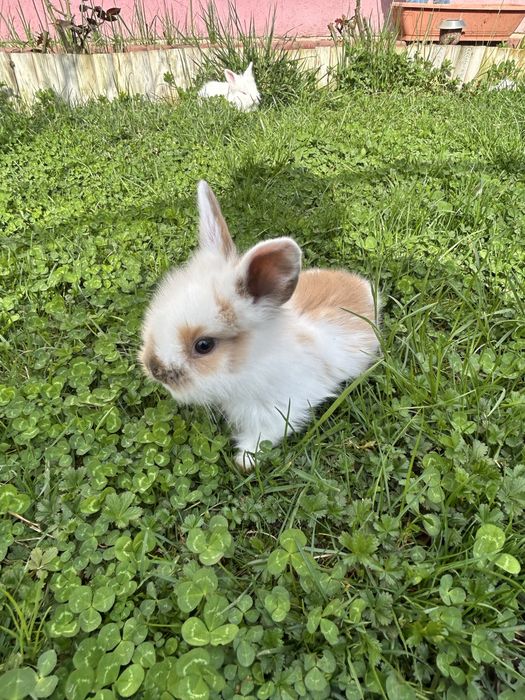 Iepurasi cap de leu pitic