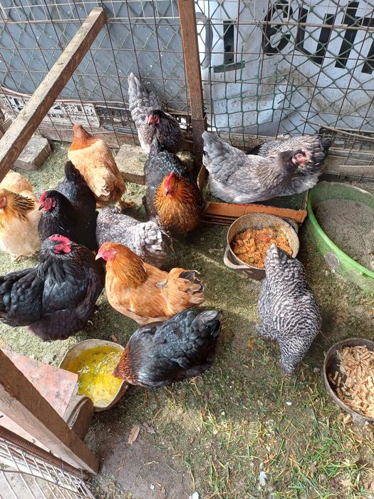 Продам курей домашние