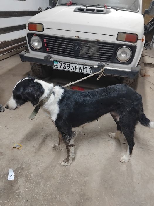 Тазы ұргашы сатылады