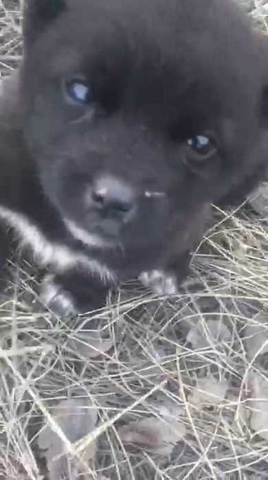 Ищем любящих хозяев