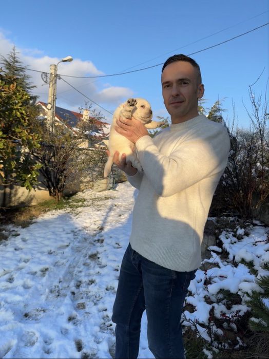 Puiut labrador, femela cu pedigree