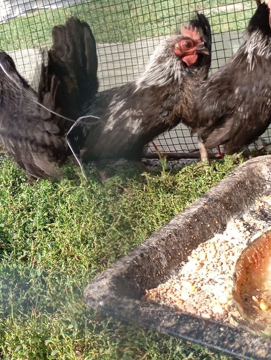 De vânzare cocoși chabo