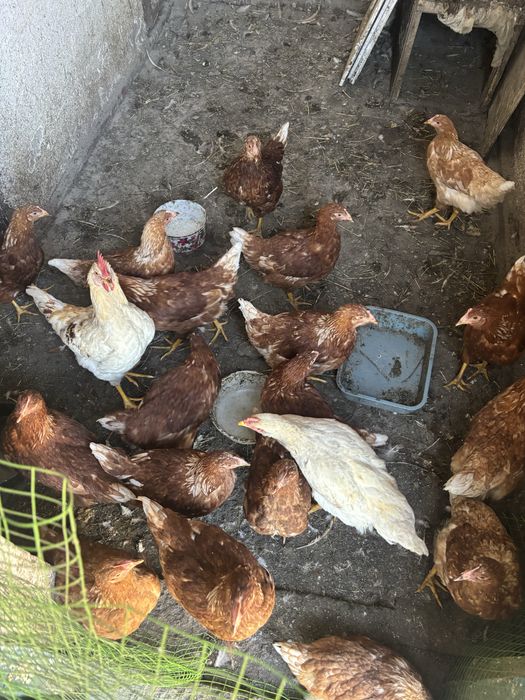 Продам несушек ломан браун
