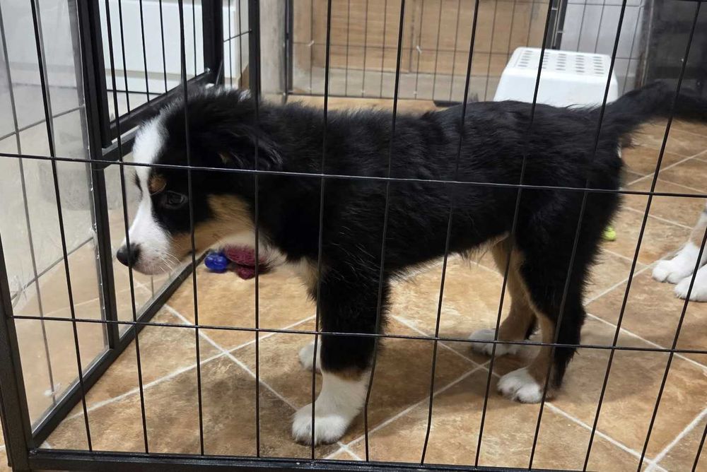 Miniature American Shepherd (mini Australian Shepherd) cu pedigee