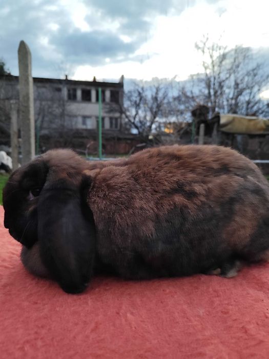 Френски кочовати зайци