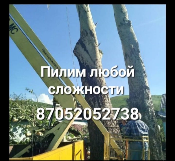 Спилить. Спил. Спилим. Пилим деревья любой сложности