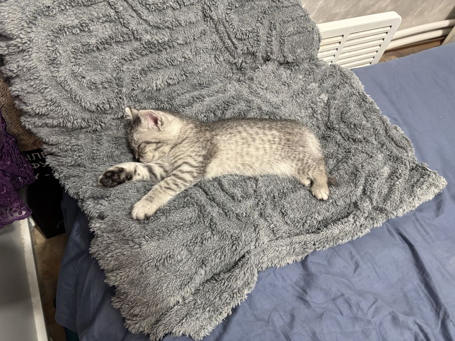 Продаётся котёнок