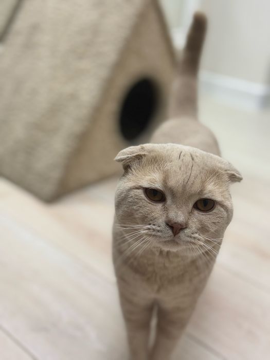 Шотландский вислоухий кот (Скоттиш-фолд) возраст 2года (08.11.23г д.р)