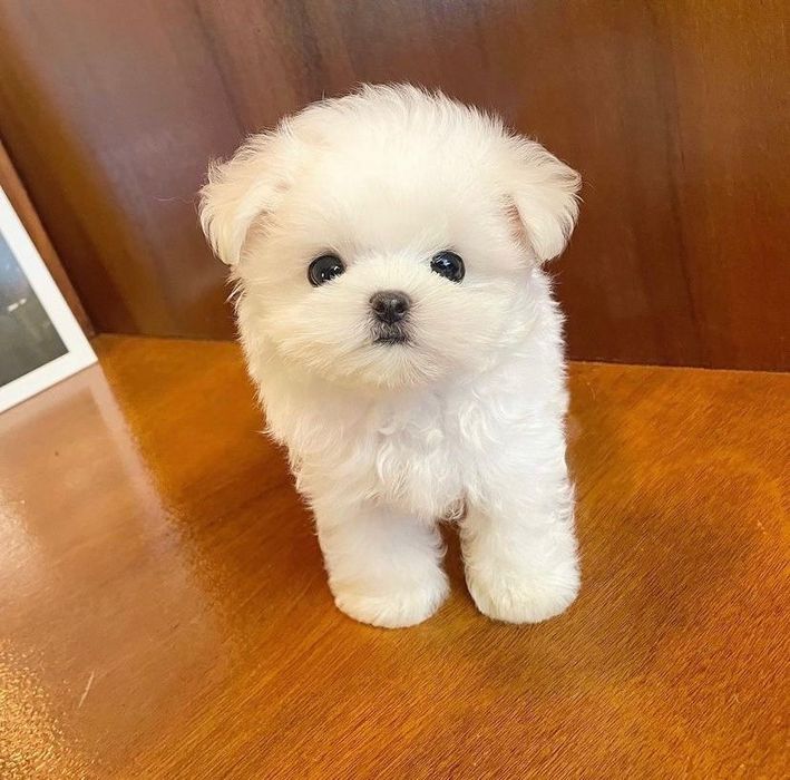 Bichon maltez mini toy